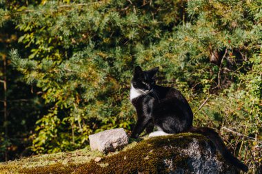 Beyaz boyunlu, göbekli ve pençeli kara kedi bir sonbahar akşamı kırsal bir çiftlikte yeşil yosun ile kaplanmış büyük gri bir kayanın üzerinde oturur..
