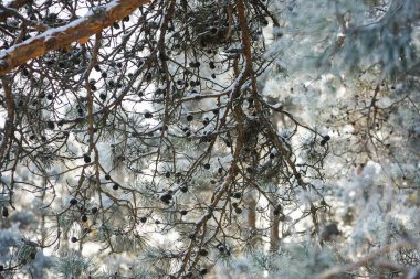 Karla kaplı çam dalları ve küçük çam kozalakları olan bir kış ormanı. Donmuş yeşil iğneler ve karışık dallar yumuşak ışık ve sığ alan derinliğiyle doğal, atmosferik bir orman manzarası yaratır. Kış için ideal, doğa, mevsimlik,