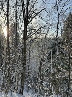 Karla kaplı uzun ağaçlar ve sabah güneşiyle aydınlanan narin dallarla kaplı kış ormanı. Taze karla kaplı huzurlu ormanlık alan, daima yeşil ve yaprak döken ağaçlar sakin, doğal bir kış atmosferi yaratıyor. Mevsim için mükemmel, doğa.