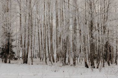 Kış huş ağacı ormanı buz ve karla kaplıdır. Uzun, ince ağaç gövdeleri sessiz bir ormanlık alanda duruyor, sakin ve huzurlu bir atmosferi olan yumuşak bir tek renkli sahne yaratıyorlar. Minimalist bir kış doğası. Sessizlik, soğuk yorgunluk.