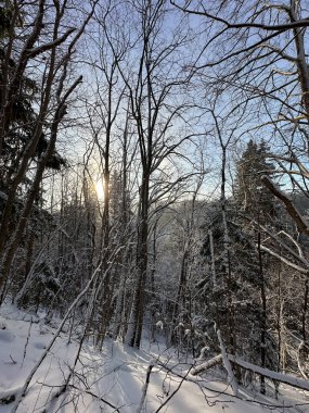 Çıplak yaprak döken ağaçlar ve taze karla kaplı yeşil kozalaklı kış ormanı manzarası. Alçak kış güneşi dalların arasından süzülerek barışçıl ve atmosferik bir manzara yaratır. Soğuk bir kış gününde yakalanan doğal orman ortamı.