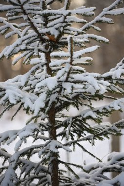Kış ormanında taze karla kaplı ladin ağacı dallarına yakın çekim. Yumuşak donla kaplı yeşil iğnelerin detaylı görüntüsü, sığ alan derinliğinde doğal kış arkaplanı. Soğuk mevsim kavramı, doğa detayları, sükunet ve kış mevsimi