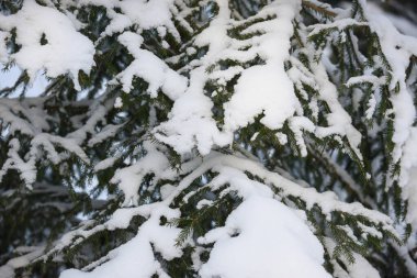 Kış ormanlarında karla kaplı her yer yemyeşil ağaç dalları. Taze beyaz kar ladin iğnelerine dayanır, kış, soğuk hava, mevsimsel atmosfer ve Noel veya tatil temalarını temsil eden barışçıl bir doğal zemin oluşturur..