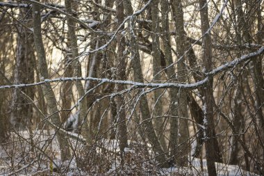 Taze karla kaplı çıplak ağaç dallarıyla doğal kış ormanı sahnesi. Yumuşak altın ışık, mevsimsel, doğa ve çevre kavramları için ideal, sakin, atmosferik bir orman arka planı yaratır..