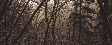 Sıcak altın saat güneş ışığıyla aydınlatılan karla kaplı ağaçlarla kaplı sakin kış ormanı. Yumuşak ışık ve doğal dokuları olan atmosferik orman sahnesi mevsimsel, doğa ve arka plan kullanımı için idealdir..