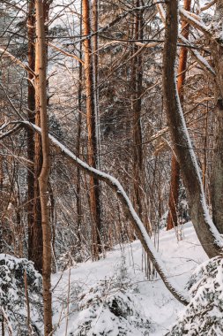 Karla kaplı ağaçlar ve dalların arasından süzülen ılık güneş ışığı olan manzaralı bir kış ormanı. Zengin dokulara sahip huzurlu doğal manzara, mevsimlik arka planlar, seyahat temaları ve doğa kavramları için ideal.