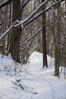 Sessiz kış ormanı izleri taze karla kaplı ve çıplak ağaçların arasından görünen ayak izleri var. Huzurlu mevsimsel manzara seyahat kavramları, açık hava temaları, farkındalık ve doğa geçmişi için ideal..