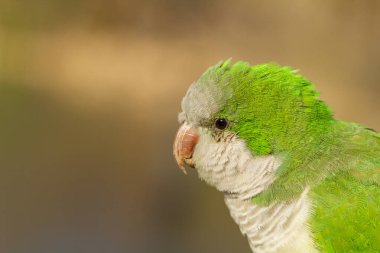 Keşiş papağanı (Myiopsitta monachus), yeşil ve gri papağan.