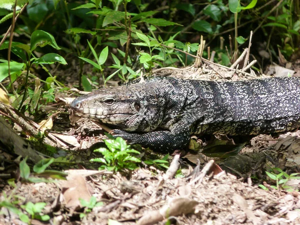 Argentinischer Schwarzer Und Weißer Tegu Salvator Merianae Große Eidechse Sonnt lizenzfreie Stockfotos