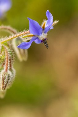 Borago, Borago görevlileri, yeşilimsi bir geçmişi olan mavi yapraklı tıbbi bitki.