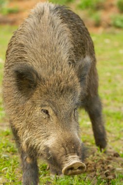 Wil yaban domuzu (Sus scrofa), çayırda ot yiyen kış tüylü memeli.