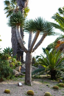 Dracaena draco, Kanarya Adaları ejderha ağacı, botanik konsepti