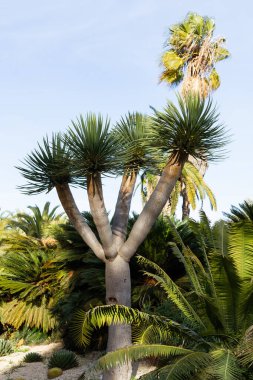 Dracaena draco, Kanarya Adaları ejderha ağacı, botanik konsepti