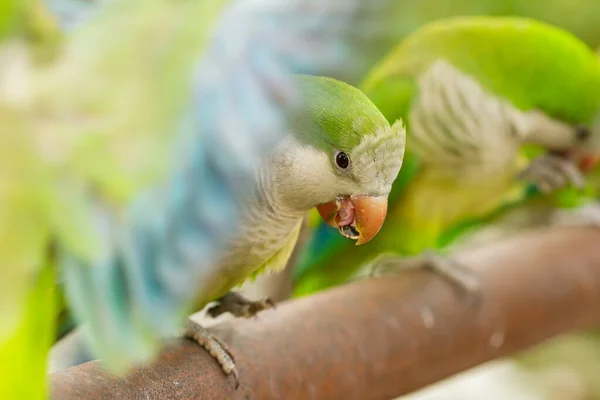 Monk parakeet (Myiopsitta monachus), parakeet with open wing