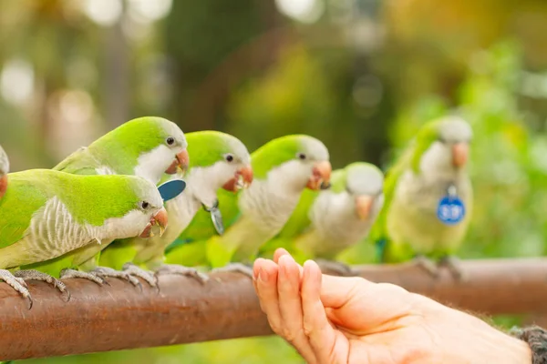 Mönchssittich Myiopsitta Monachus Die Hand Eines Unkenntlichen Mannes Der Eine Stockfoto