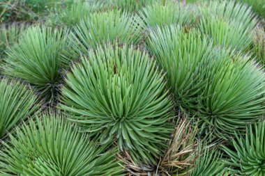 Kirpi agave (Agave stricta), uzun yeşil yapraklı kaktüs.