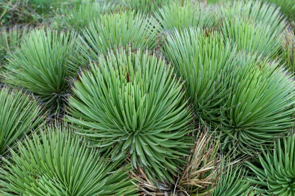 Kirpi agave (Agave stricta), uzun yeşil yapraklı kaktüs.