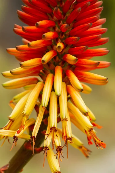 Bitteraloe Aloe Ferox Makrodetail Gelber Und Orangefarbener Blüten Botanisches Konzept lizenzfreie Stockbilder
