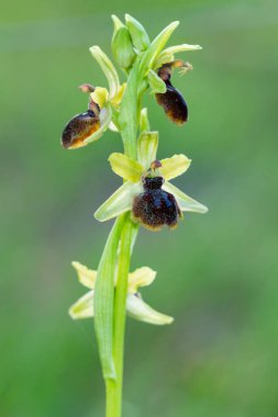 Erken dönem örümcek orkidesi (Ophrys sphegodes), yeşil-sarı çiçekli sarı saplı orkide