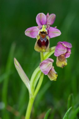 Sawfly orkidesi (Ophrys tenthredinifera), yeşil saplı orkide arısı