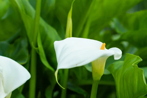 Lirio Calla Zantedeschia Aethiopica Planta Con Pétalos Blancos Con Estambre — Foto de Stock