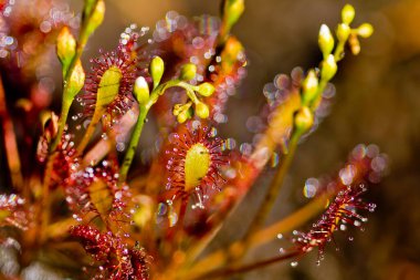 Yuvarlak yapraklı güneş çivisi (Drosera rotundifolia), etobur böcek yiyen bitki, flora concrpto, seçici odaklanma