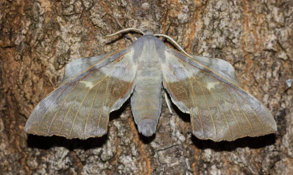 Laothoe Populi Nachtaktiver Schmetterling Auf Baumrinde Tierkonzept — Stockfoto