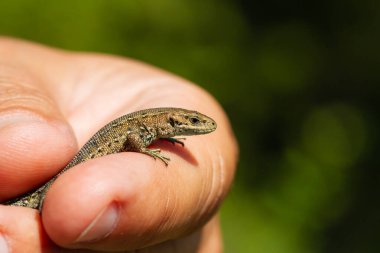 Man's hand holding a lizard with green background, animal concept.
