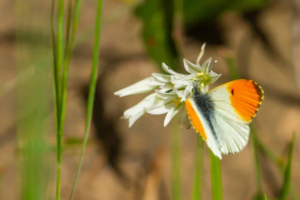 Anthocharis cardamines (orange tip), white butterfly with orange tips on the wing above the flower, animal concept