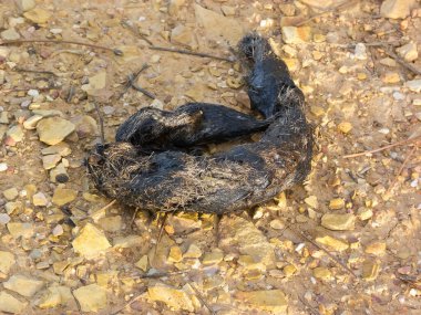 Köpek lupus dışkısı, doğa konsepti.