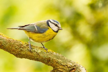 Eurasian blue tit (Cyanistes caeruleus), small bird with yellow belly and bluish back on branch, concept 