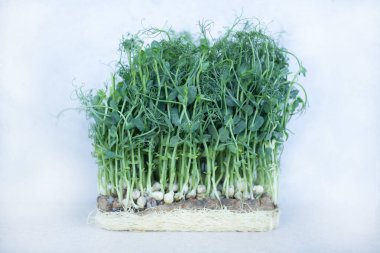 Mikroçimler. Bezelye. Bezelye filizi, sapı, yaprakları