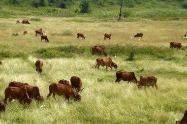 İnekler ve yemyeşil çim sahada otlatma toplar