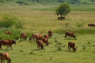 İnekler ve yemyeşil çim sahada otlatma toplar