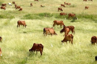İnekler ve yemyeşil çim sahada otlatma toplar