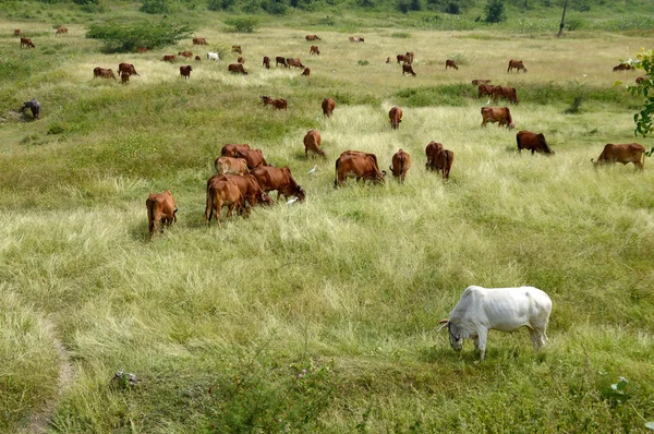 奶牛和公牛在郁郁葱葱的草地上放牧 — 图库照片