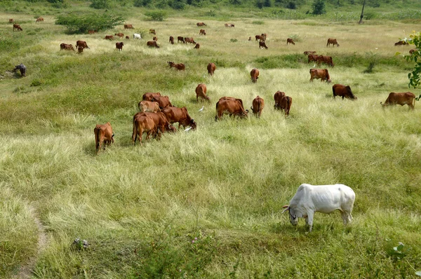 Vacas y toros pastando en exuberante campo de hierba — Foto de Stock