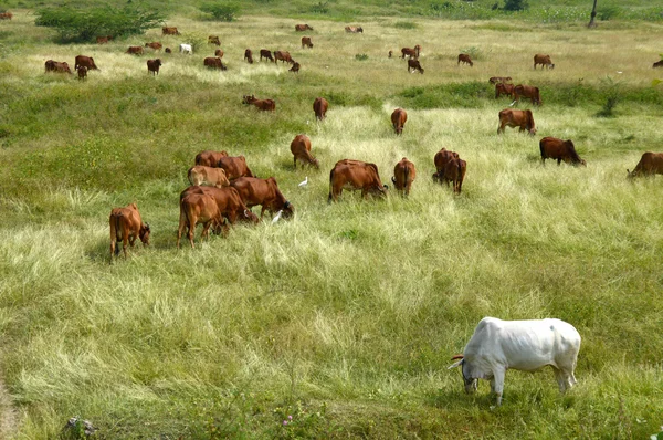Αγελάδων και οι ταύροι να βόσκουν σε καταπράσινο χόρτο πεδίο — Φωτογραφία Αρχείου