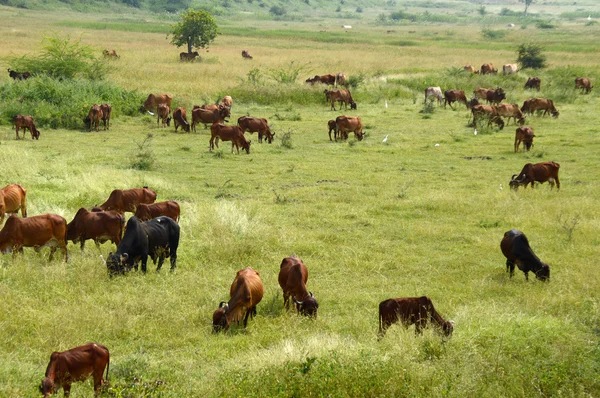 Vacas y toros pastando en exuberante campo de hierba — Foto de Stock