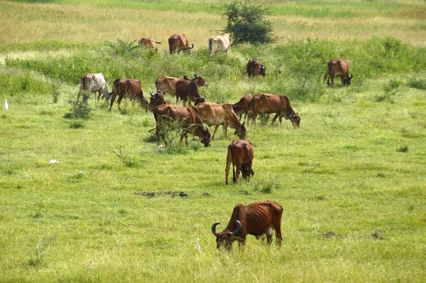 Cows and bulls grazing on lush grass field — Stock Photo, Image