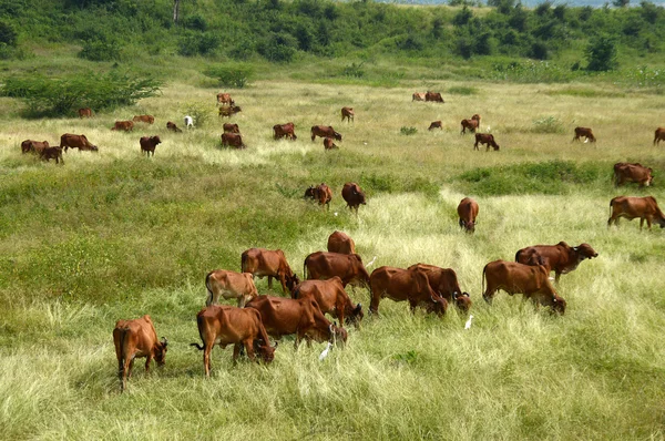 Vacas y toros pastando en exuberante campo de hierba — Foto de Stock