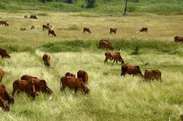 Krav a býků pasoucích se na svěží travnaté hřiště — Stock fotografie