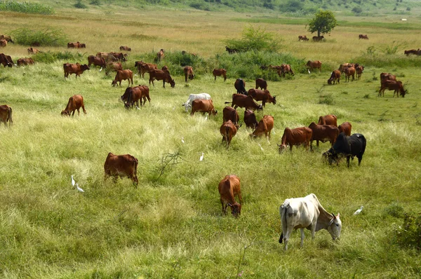 Mucche e tori al pascolo sul campo di erba lussureggiante — Foto Stock