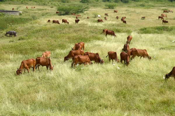 Vacas e touros pastando em campo de grama exuberante — Fotografia de Stock