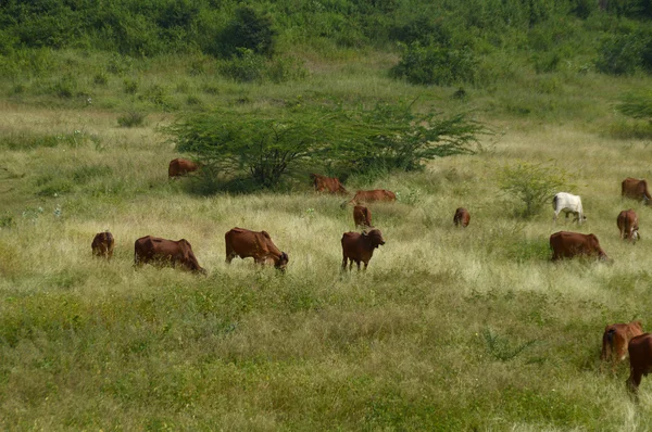 Vacas y toros pastando en exuberante campo de hierba — Foto de Stock