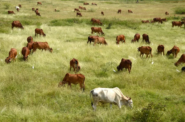 Mucche e tori al pascolo sul campo di erba lussureggiante — Foto Stock