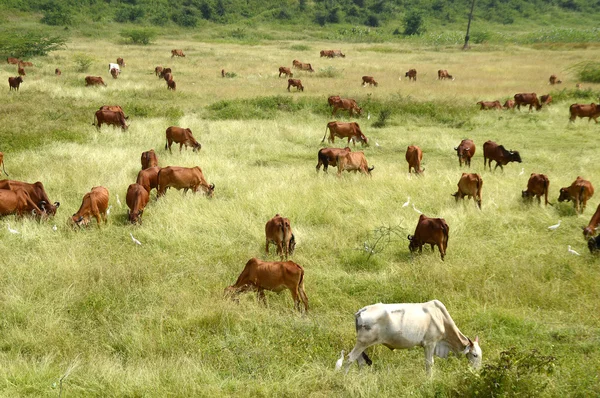 Vacas y toros pastando en exuberante campo de hierba — Foto de Stock