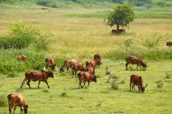 Cows and bulls grazing on lush grass field — Stock Photo, Image