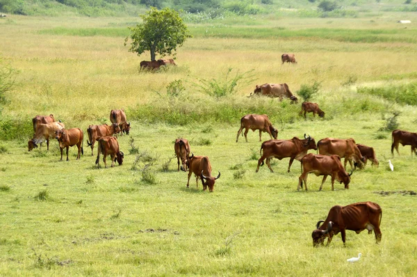 Vacas y toros pastando en exuberante campo de hierba — Foto de Stock