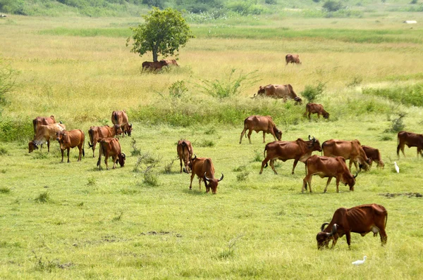 Koeien en stieren grazen in weelderige grasveld — Stockfoto